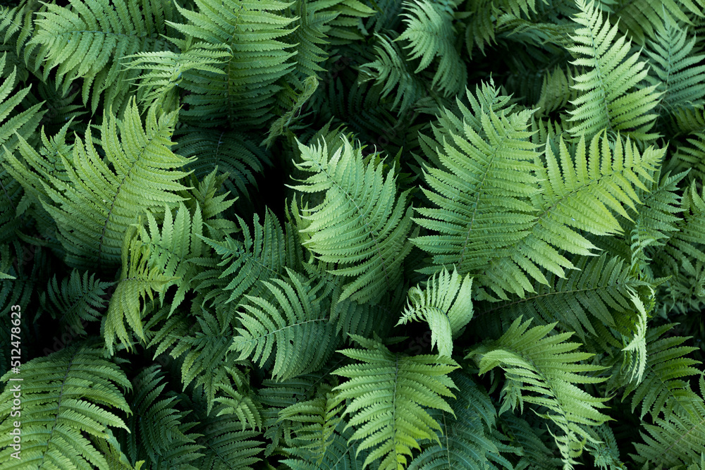 Fern leaved background close up Fern leaved background close up