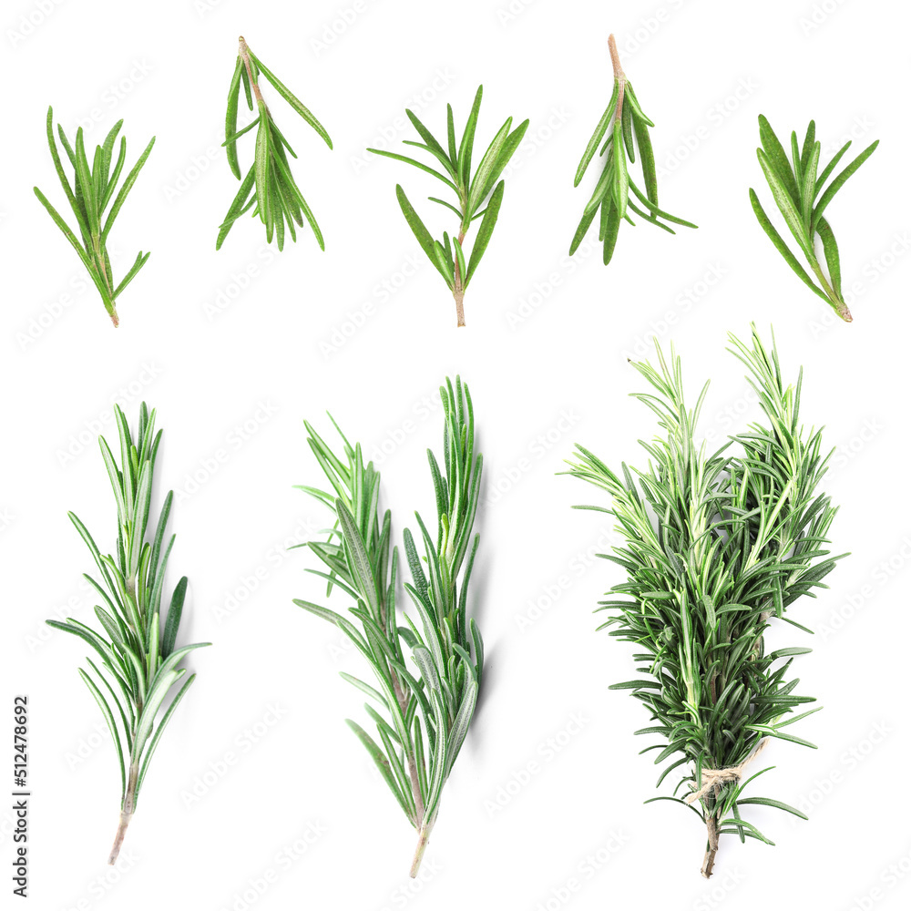 Fototapeta premium Set of fresh rosemary on white background, top view