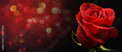 Beautiful red rose on dark background with blurred lights © Pixel-Shot