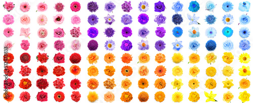 Set many various flowers isolated on white