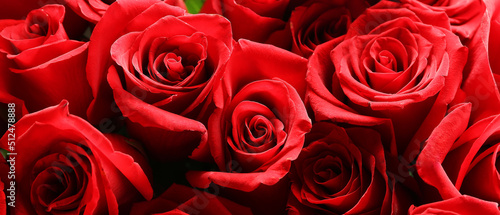 Beautiful red roses  closeup view
