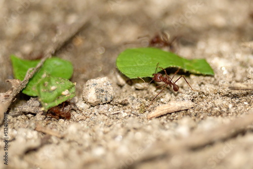 Leafcutter ants with leaves in the Intag Valley outside of Apuela, Ecuador