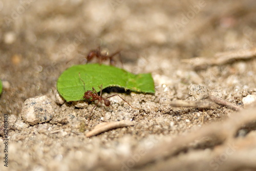 Leafcutter ants with a leaf in the Intag Valley outside of Apuela, Ecuador