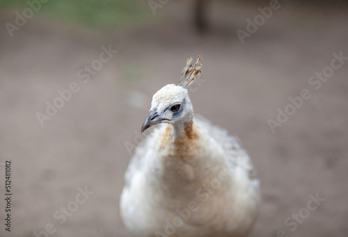 The head of a beautiful white peacock close-up in the zoo.