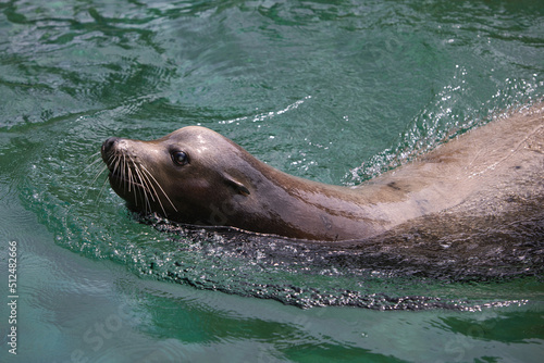 California Sea lion swimming in a zoo pool enclosure.