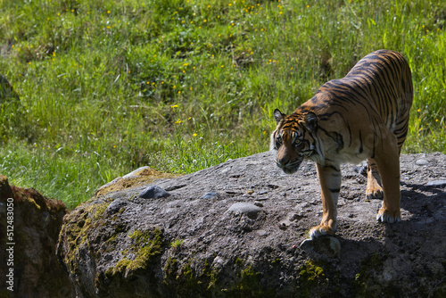 A tiger stands on a large rock at the zoo.