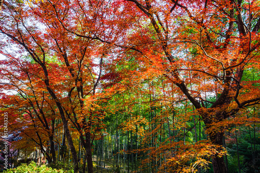京都 常寂光寺の紅葉 -Red leaves in Kyoto-