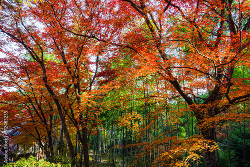                              -Red leaves in Kyoto-