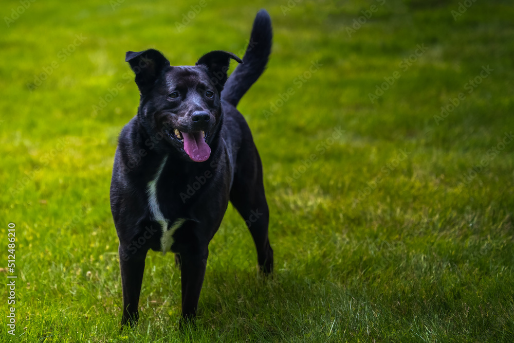 2022-06-19 A BLACK LABRADOR BLUE HEELER MIX BREED DOG STANDING IN A LUSH GREEN FIELD WITH HIS MOUTH OPEN AND TONGUE OUT IN STANWOOD WASHINGTON