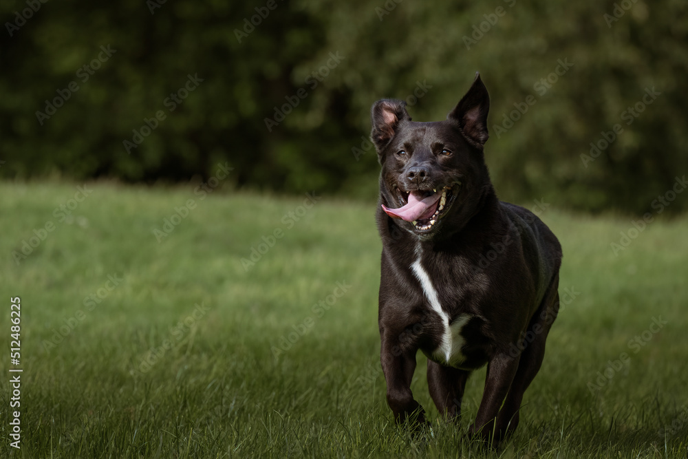  2022-06-19-AN ADULT BLACK LABRADOR BLUE HEELER MIX DOG WITH A WHITE STREAK ON ITS CHEST RUNNING ACROSS A GREEN FIELD WITH ITS MOUTH OPEN AND TOUNGE OUT IN STANWOOD WASHINGTON