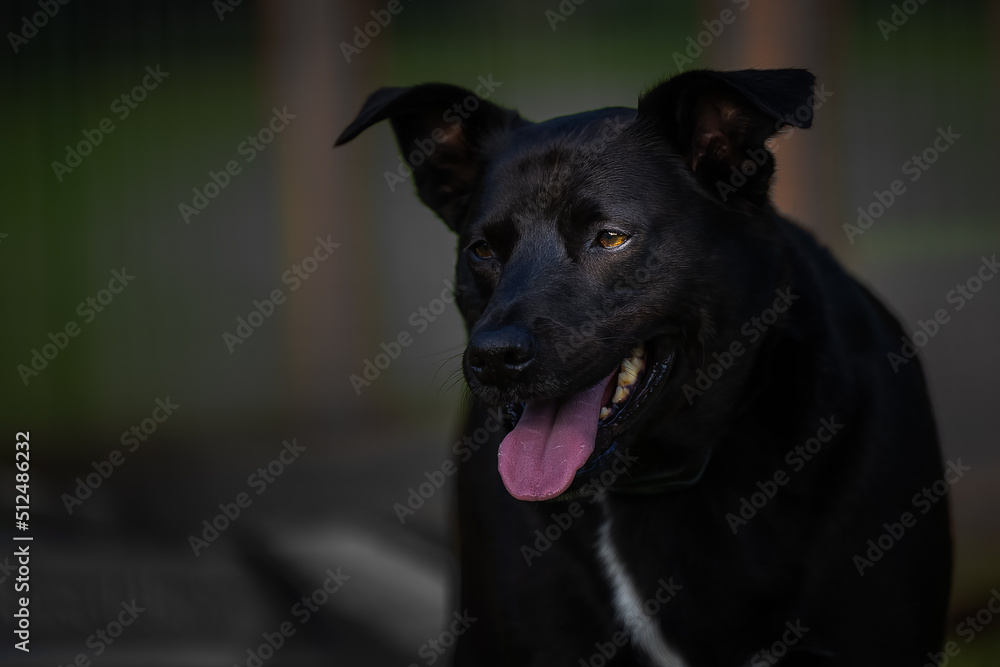 2022-06-19 BLUE HEELER BLACK LABRADOR MIX DOG PORTRAIT WITH A BLURRY BACKGROUND MOUTH OPEN AND A NICE HIGHLIGHTED EYE IN STANWOOD WASHINGTON 2022-06-19 BLUE HEELER BLACK LABRADOR MIX DOG PORTRAIT WITH A BLURRY BACKGROUND MOUTH OPEN AND A NICE HIGHLIGHTED EYE IN STANWOOD WASHINGTON