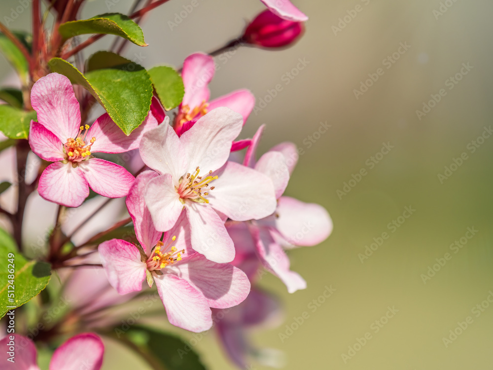 Fresh pink flowers of a blossoming apple tree with blured background Fresh pink flowers of a blossoming apple tree with blured background