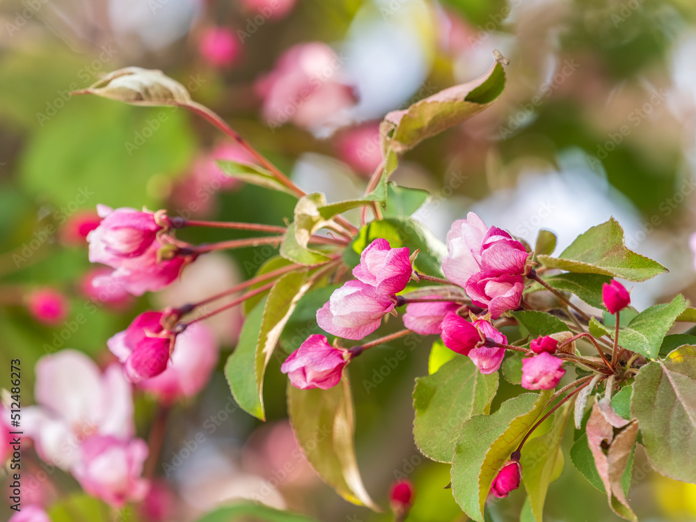 Fresh pink flowers of a blossoming apple tree with blured background Fresh pink flowers of a blossoming apple tree with blured background