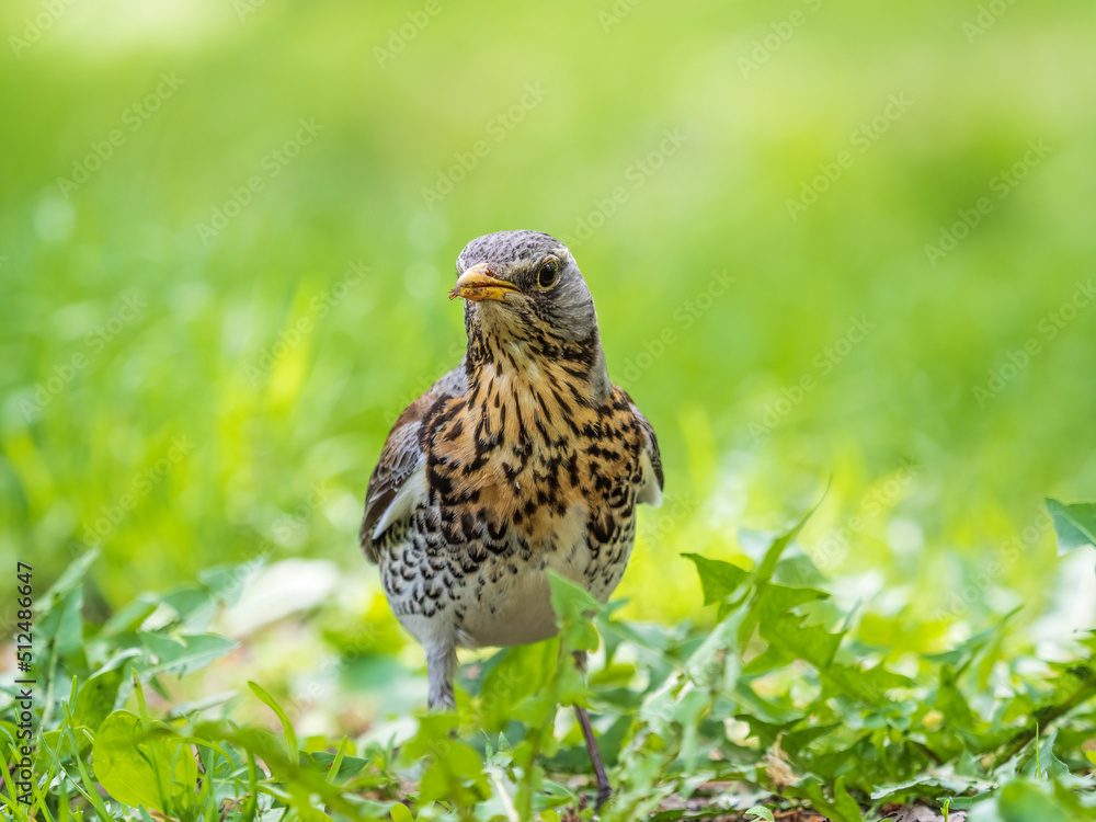 Wood bird Fieldfare, Turdus pilaris, on a sprng lawn. Wood bird Fieldfare, Turdus pilaris, on a sprng lawn.