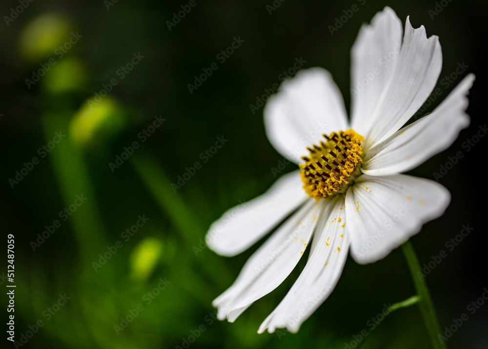 White Cosmo Flower White Cosmo Flower