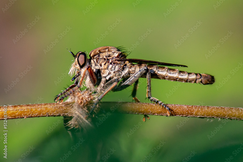 Closeup robberfly on the branch isolated on blurry background Closeup robberfly on the branch isolated on blurry background