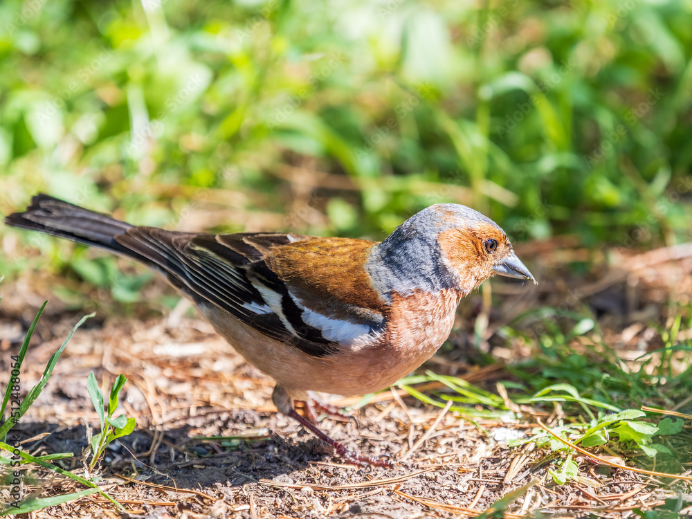 Common chaffinch, Fringilla coelebs, sits on the ground in spring. Common chaffinch in wildlife. Common chaffinch, Fringilla coelebs, sits on the ground in spring. Common chaffinch in wildlife.