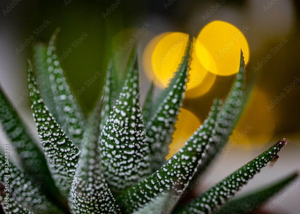 Fototapeta premium macro of a flower succulent