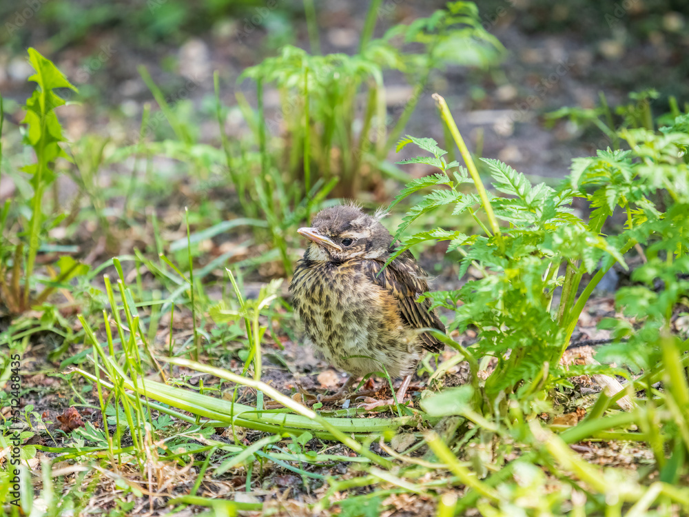 A Redwing chick, Turdus iliacus,, has left the nest and sitting on the spring lawn. A Redwing chick, a bird in the thrush family, sits on the ground and waits for food from its parents. A Redwing chick, Turdus iliacus,, has left the nest and sitting on the spring lawn. A Redwing chick, a bird in the thrush family, sits on the ground and waits for food from its parents.