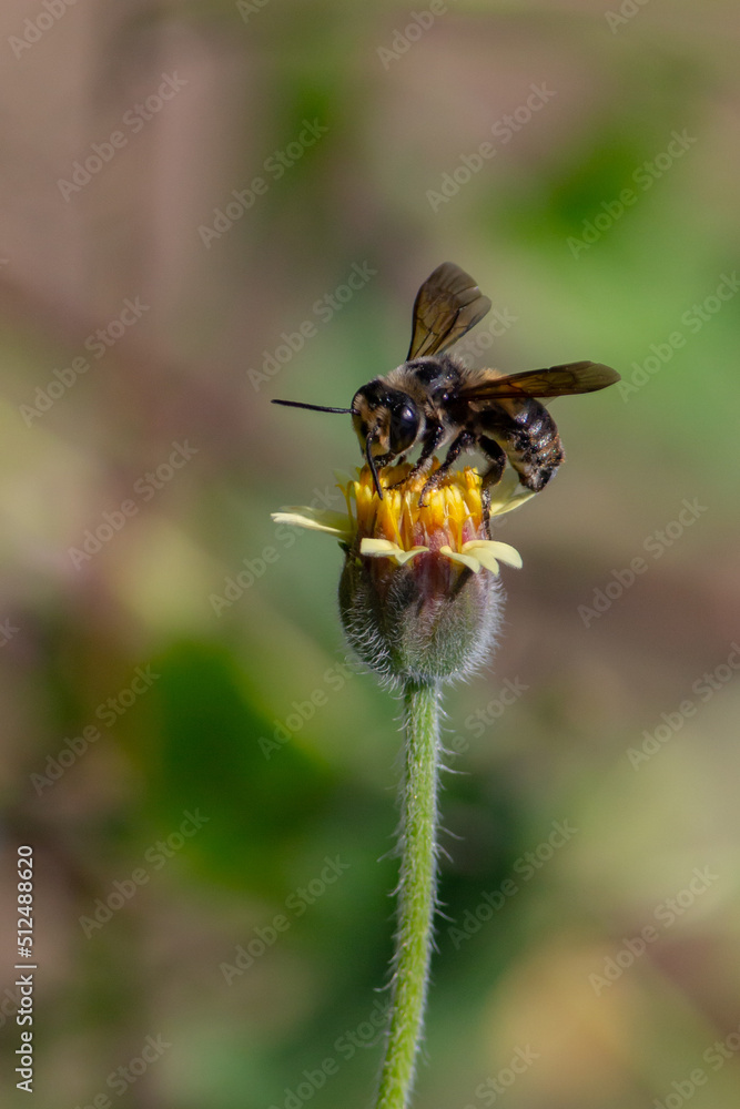 fly on a flower fly on a flower