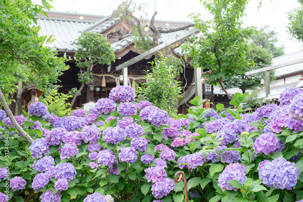 神社と紫陽花