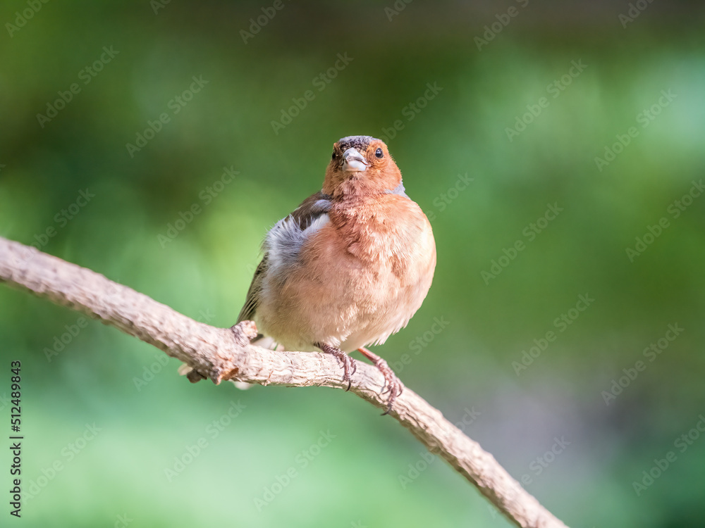 Common chaffinch, Fringilla coelebs, sits on a branch in spring on green background. Common chaffinch in wildlife. Common chaffinch, Fringilla coelebs, sits on a branch in spring on green background. Common chaffinch in wildlife.
