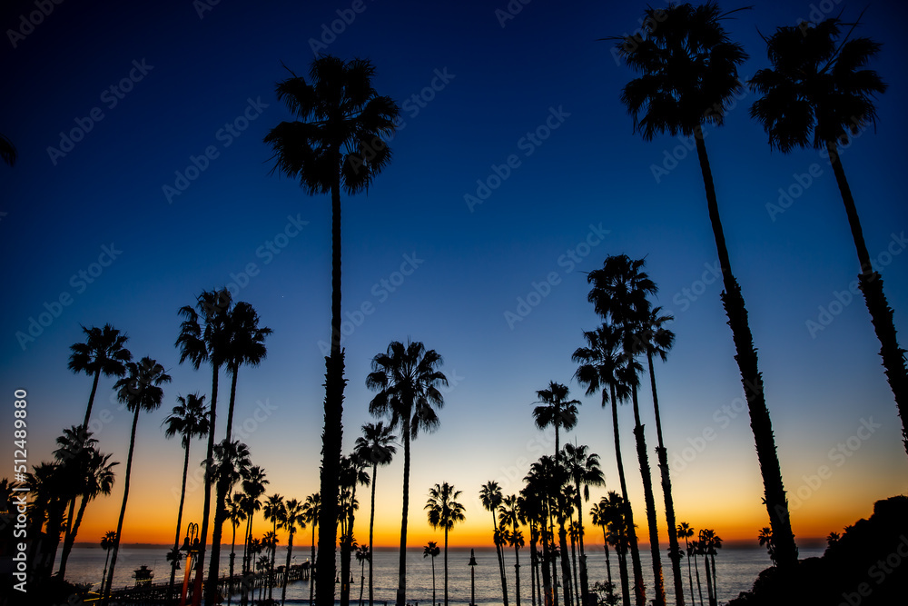 Obraz premium trees at sunset