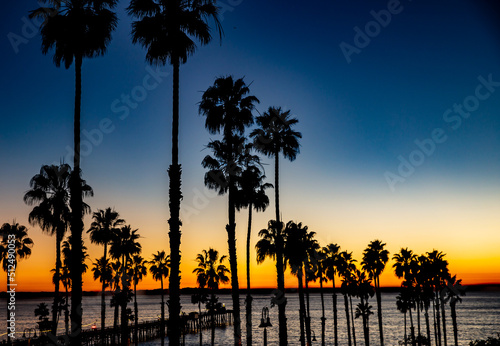 Treeline in San Clemente, Ca. Photos of Palm Trees and Sunset.