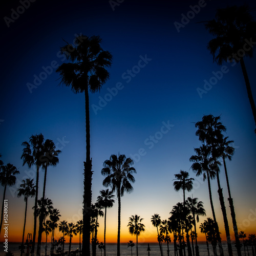Silhouettes of Palm Trees at Sunset in San Clemente, California