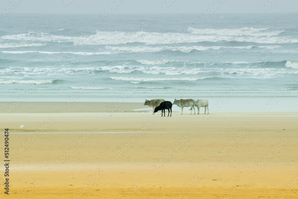 Tajpur sea beach - bay of Bengal, India. View of cows roaming on beach sand with bay of Bengal in the background. Tajpur sea beach - bay of Bengal, India. View of cows roaming on beach sand with bay of Bengal in the background.