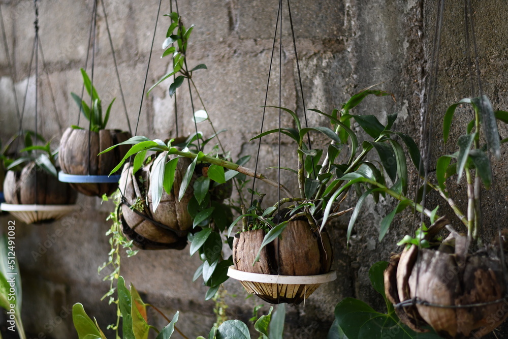 Plant system made with wasted plastic bottle Plant system made with wasted plastic bottle