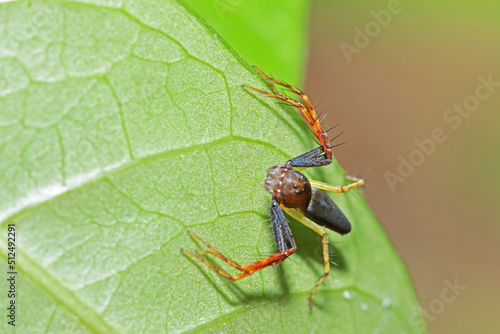 the link spider on green leaf © Sarin