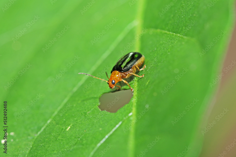 a beetle on leaf