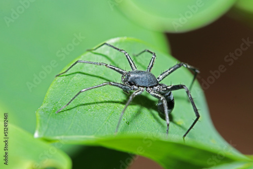 a mimic black ant spider on green leaf