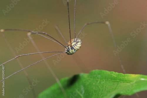 the long leg spider on green leaf © Sarin
