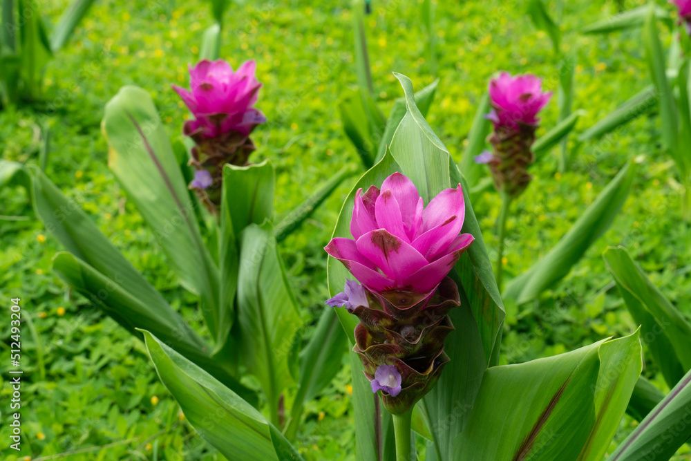 Siam Tulip flower or Curcuma sessilis pink flower in the garden. Flowers are planted in groups to add beauty and freshness. Siam Tulip flower or Curcuma sessilis pink flower in the garden. Flowers are planted in groups to add beauty and freshness.
