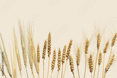 Flat lay with dry ears of wheat, rye, barley on beige background with empty space. Top view ears of cereal crops, wheat grain crop, harvest concept, minimal design, cereals plant with shadow