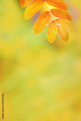 Autumn rowan leaf on beautiful nature blurred yellow background with copy space, golden autumn orange yellow leaf close up, vibrant colors, fall natural backgrounds wiht empty space