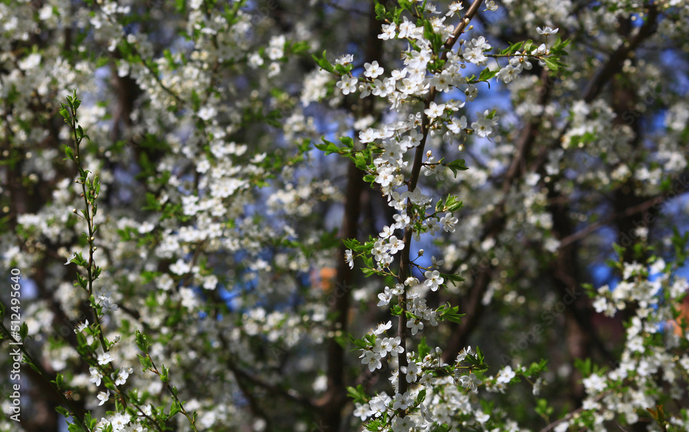 Blooming cherry tree in the home garden. Cherry flowers in a home garden close up. A bouquet flowers. Floral collage. Flower composition. Nature. Blooming cherry tree in the home garden. Cherry flowers in a home garden close up. A bouquet flowers. Floral collage. Flower composition. Nature.