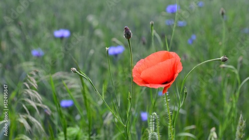poppy flowers isolated in the green field