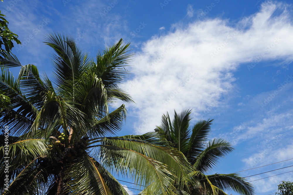 coconut leaves in sunny weather on blue sky and white cloud background