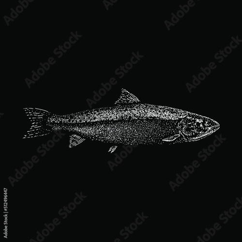 salmon hand drawing vector illustration isolated on black background