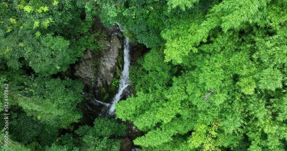 Beautiful lush green jungle with small creek and dense trees in tropical mountains on summer morning Beautiful lush green jungle with small creek and dense trees in tropical mountains on summer morning