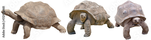 Wallpaper Mural Tortues géantes des Galápagos, fond blanc  Torontodigital.ca