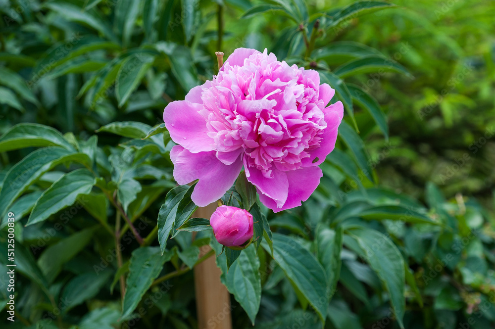 A lonely beautiful peony grows on the lawn A lonely beautiful peony grows on the lawn
