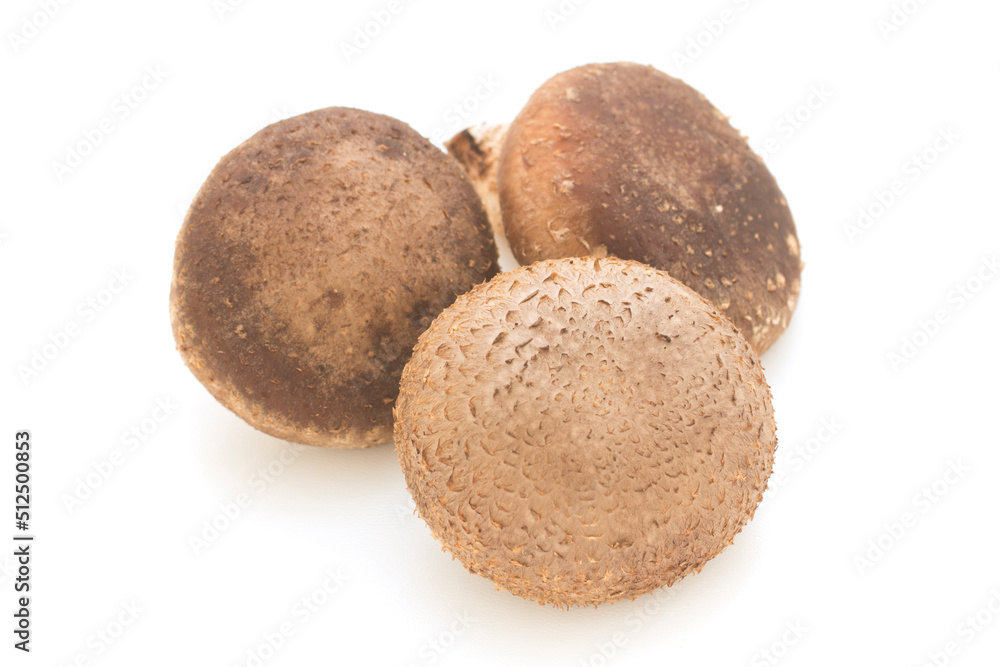 Shiitake mushuroom on white background (Called Shiitake in Japan) Shiitake mushuroom on white background (Called Shiitake in Japan)