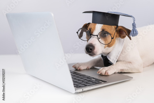 Jack Russell Terrier dog dressed in glasses, a tie and an academic cap works at a laptop on a white background.