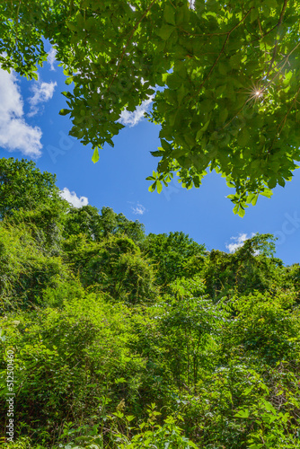 降り注ぐ太陽の光に緑が鮮やかです The green is bright in the sunshine