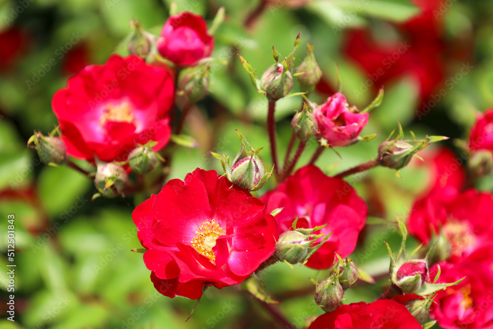 Obraz premium 'La Bella Rouge' rose flower head at the Guldemondplantsoen Rosarium Boskoop
