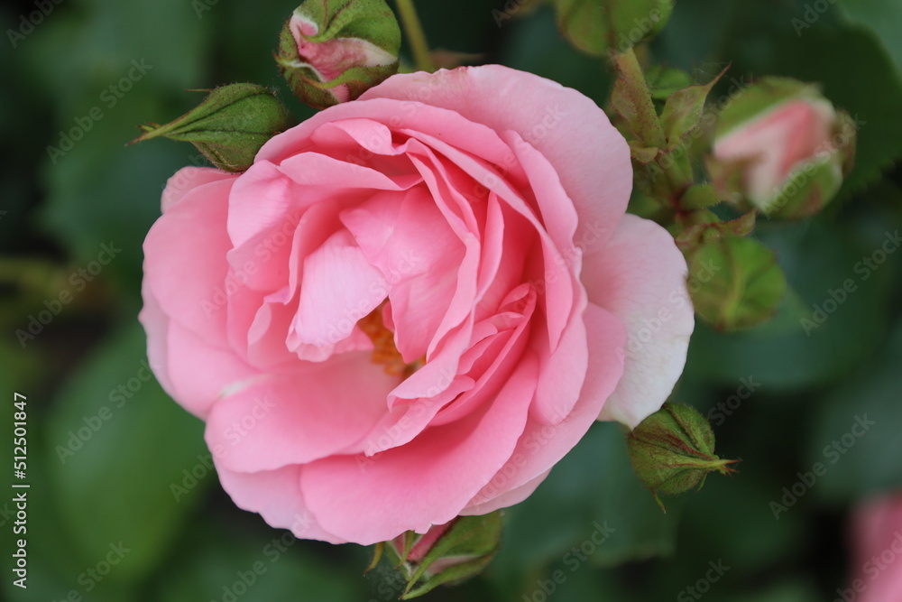 'Rosenprofessor Sieben rose flower head at the Guldemondplantsoen Rosarium Boskoop 'Rosenprofessor Sieben rose flower head at the Guldemondplantsoen Rosarium Boskoop